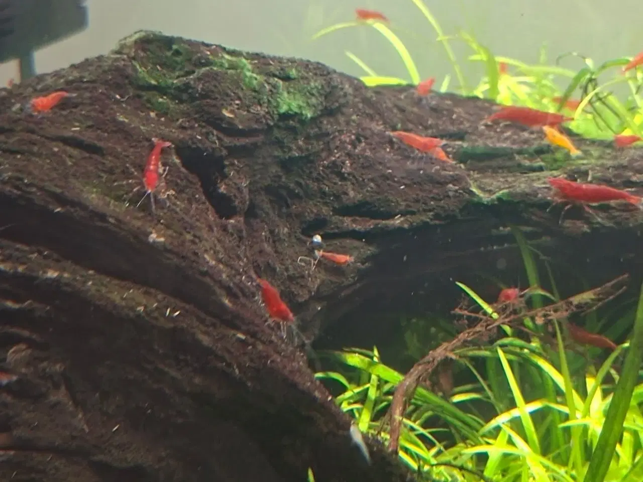 Billede 1 - Røde rejer