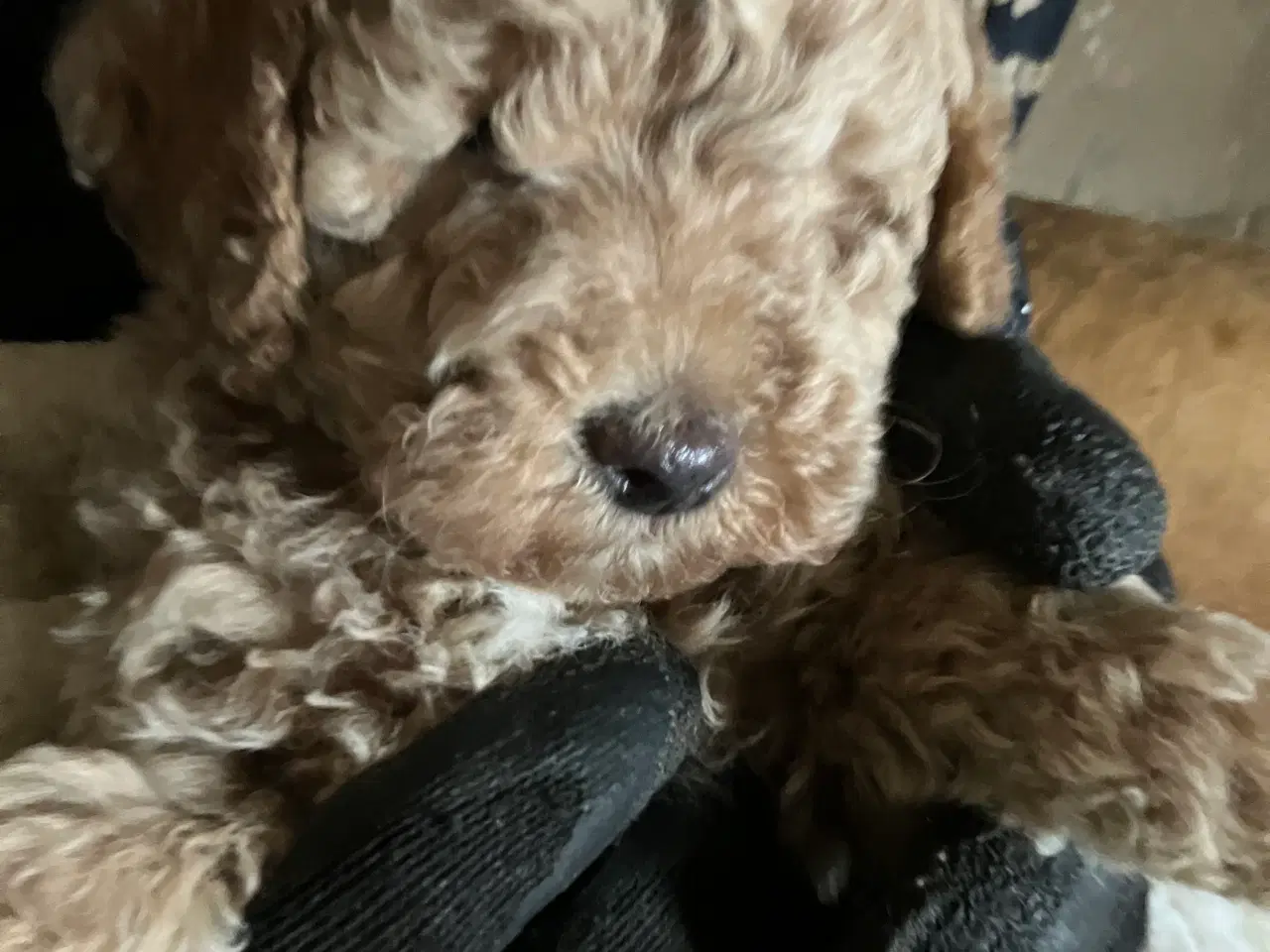 Billede 8 - Mellem labradoodle hvalpe Multigen