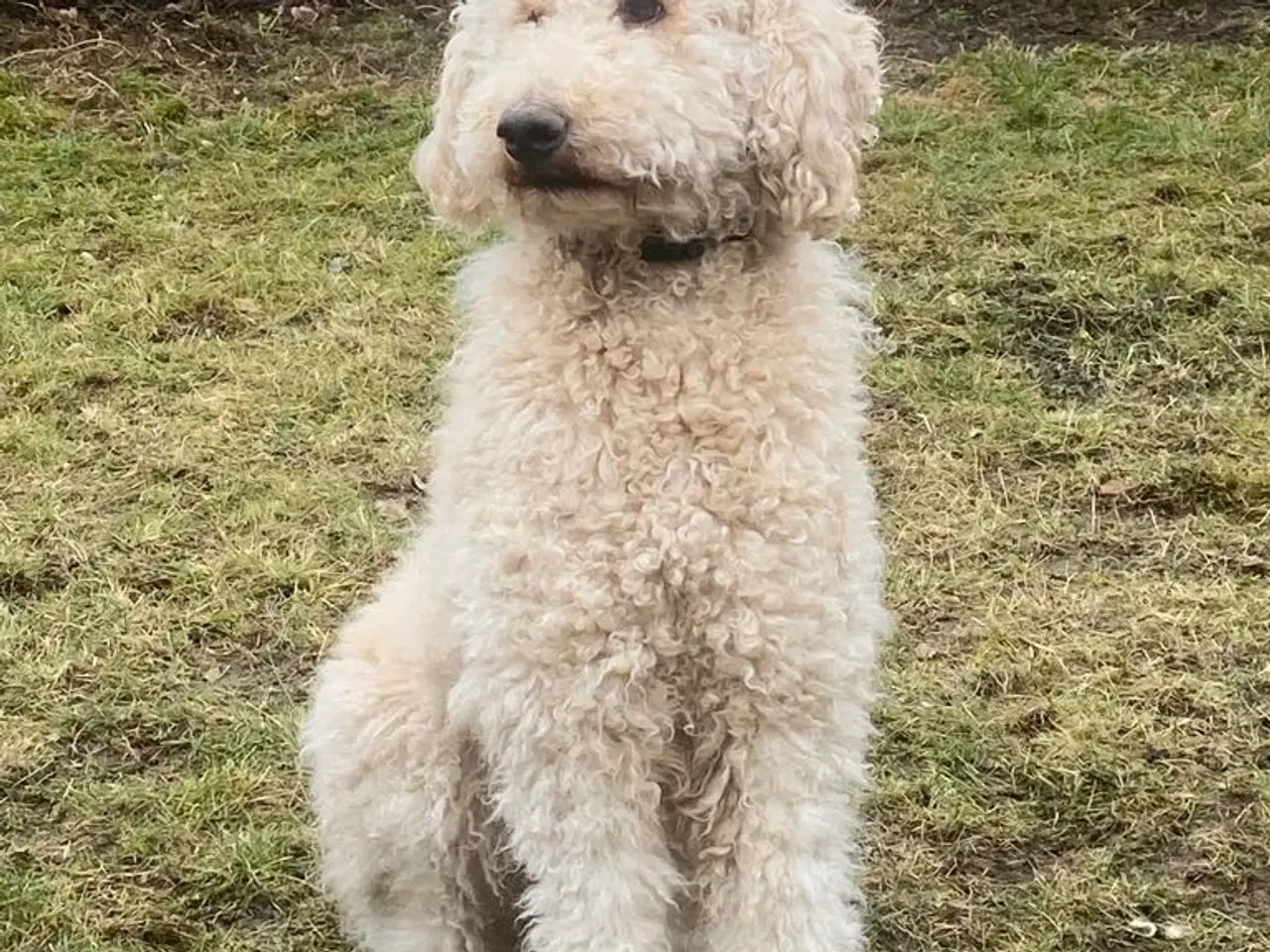 Billede 15 - Golden doodle hvalpe
