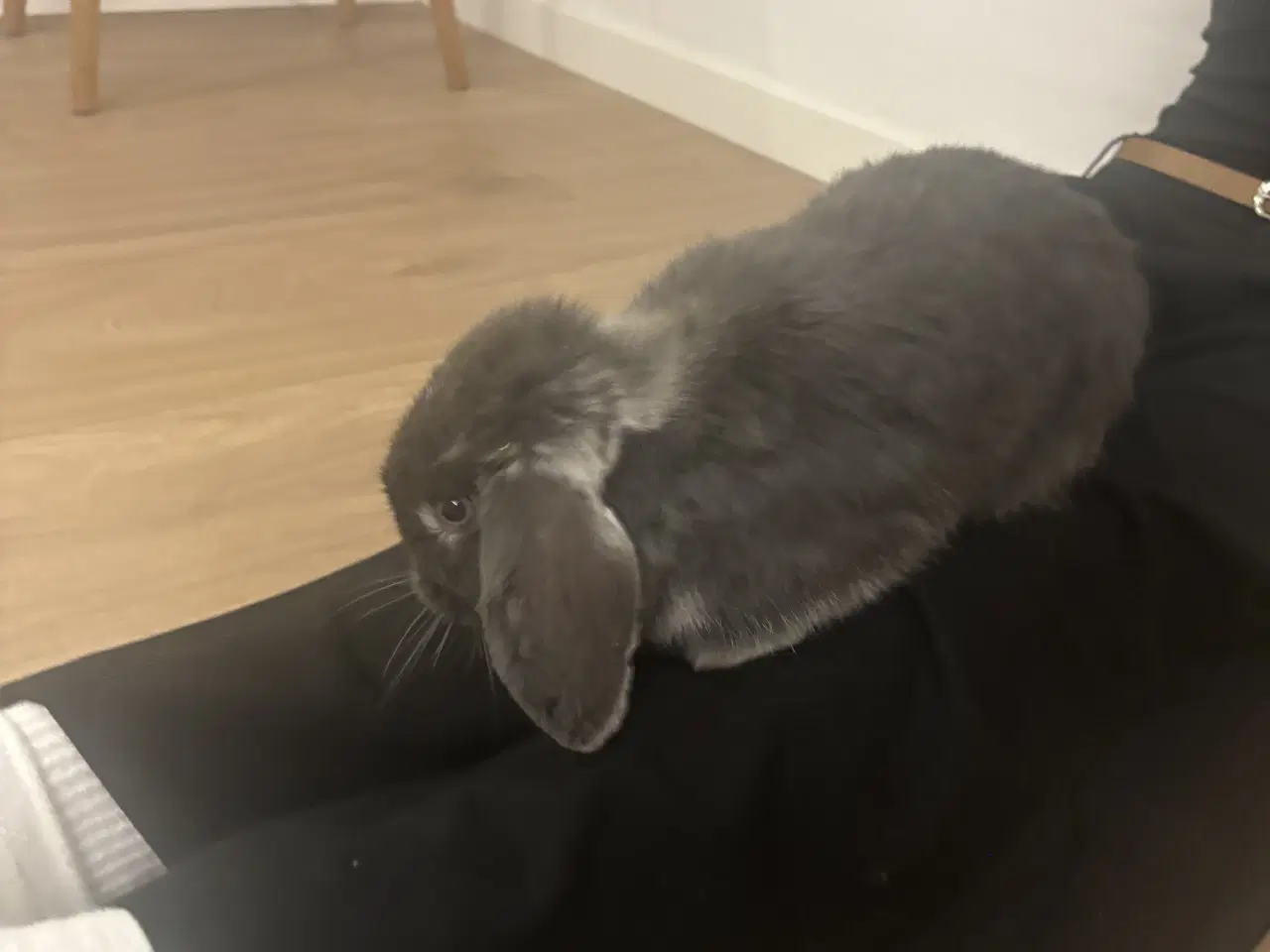 Billede 1 - Mini lop Kanin