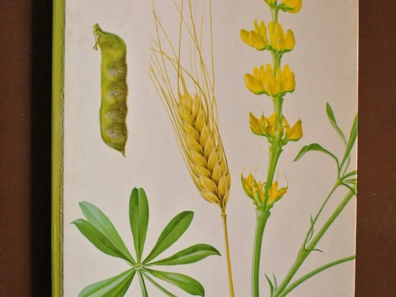 Billede 1 - markplanter. gyldendal, Af ole høst. ill. af palle