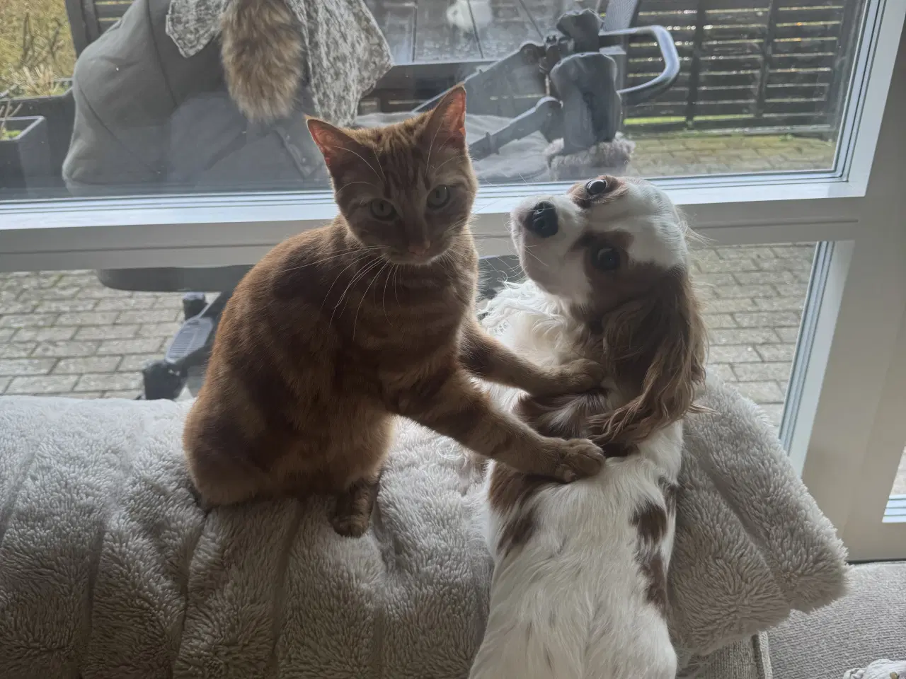 Billede 5 - Sød hunkat søger nyt hjem 