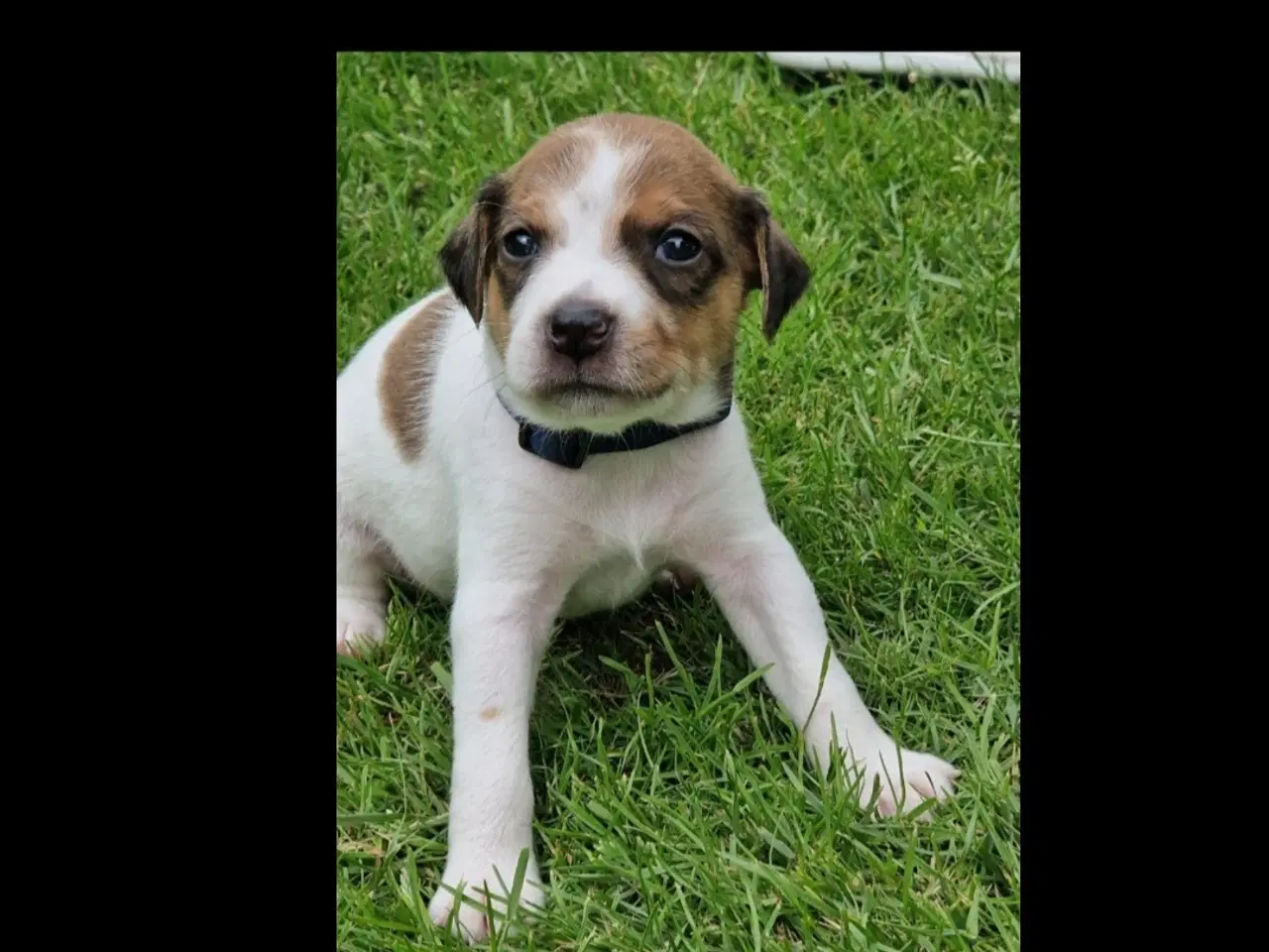 Billede 9 - Dansk svensk gårdhunde hvalpe 