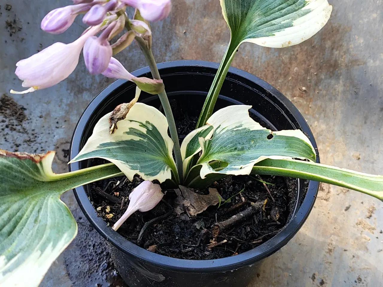 Billede 2 - Hosta i potte 