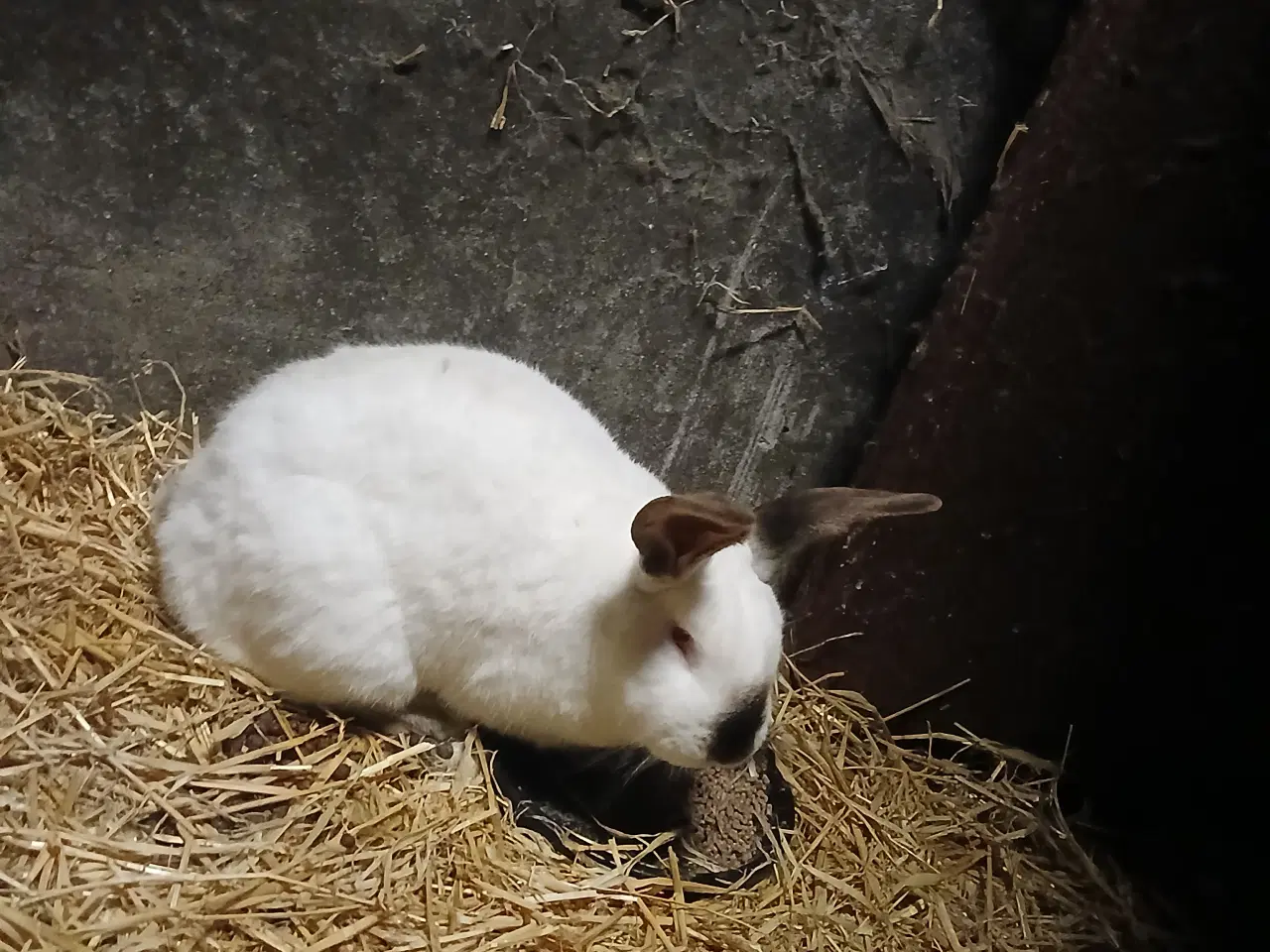 Billede 6 - 4 kanin søger nyt hjem 