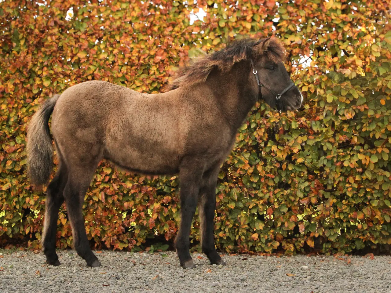 Billede 2 - Skønneste islænder hoppeføl!