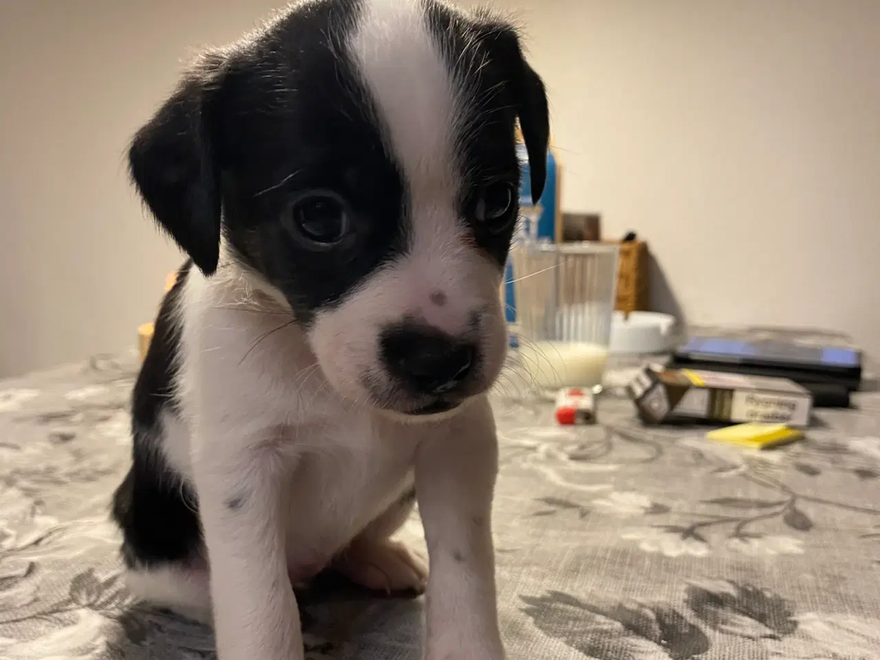 Billede 9 - Hvalpe klar til at få nyt hjem den 5. december