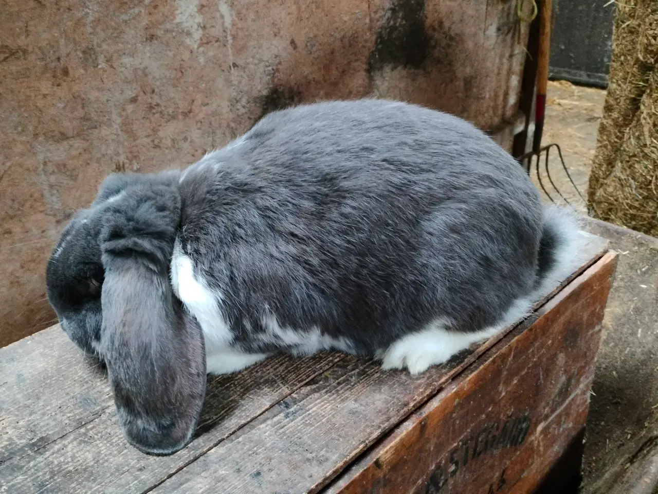 Billede 4 - Fransk vædder 