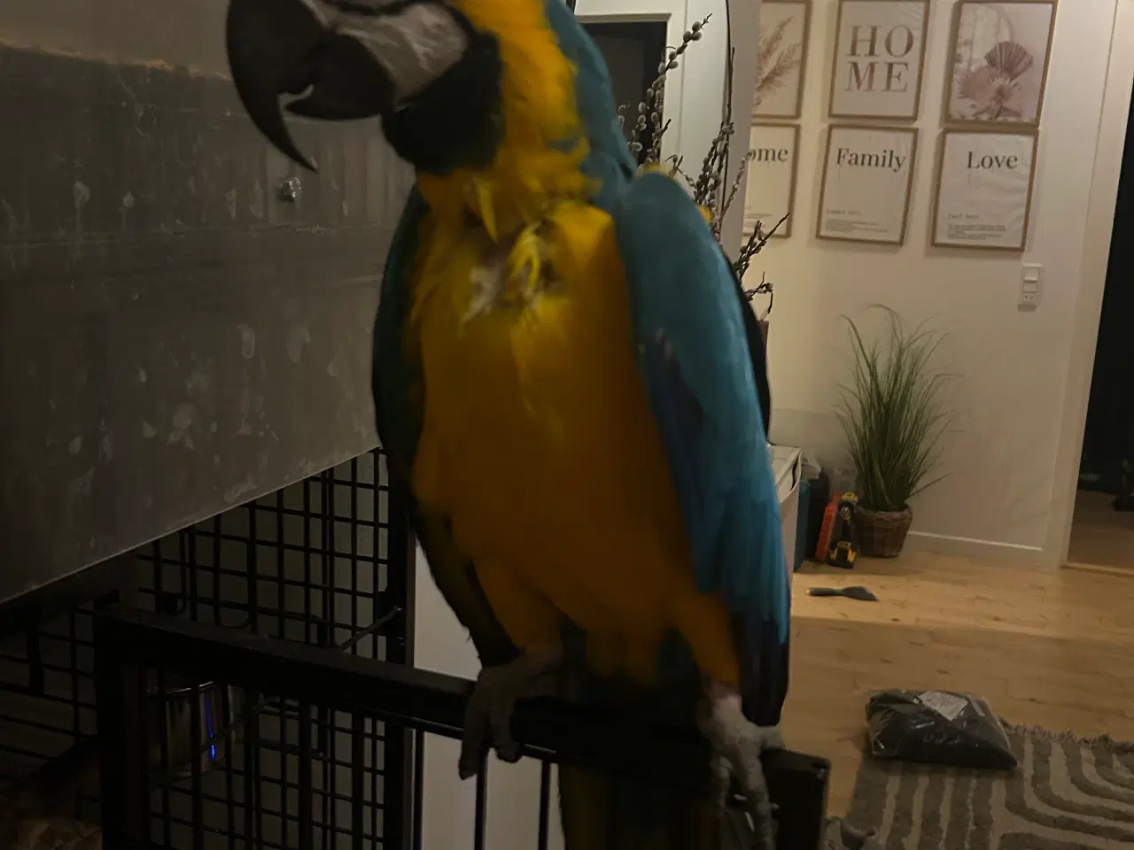 Billede 2 - Blå gul ara