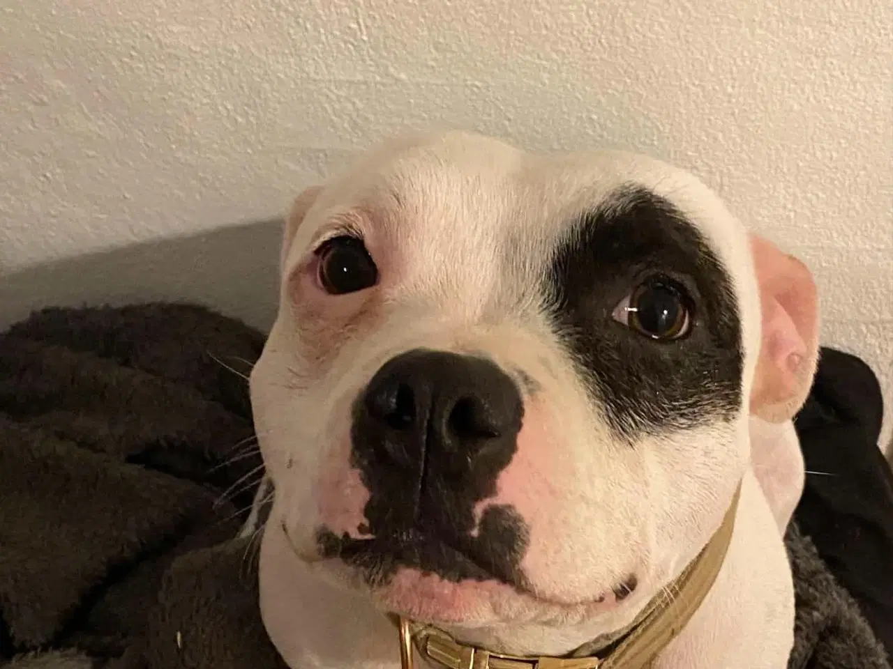 Billede 2 - Staffordshire Bull Terrier