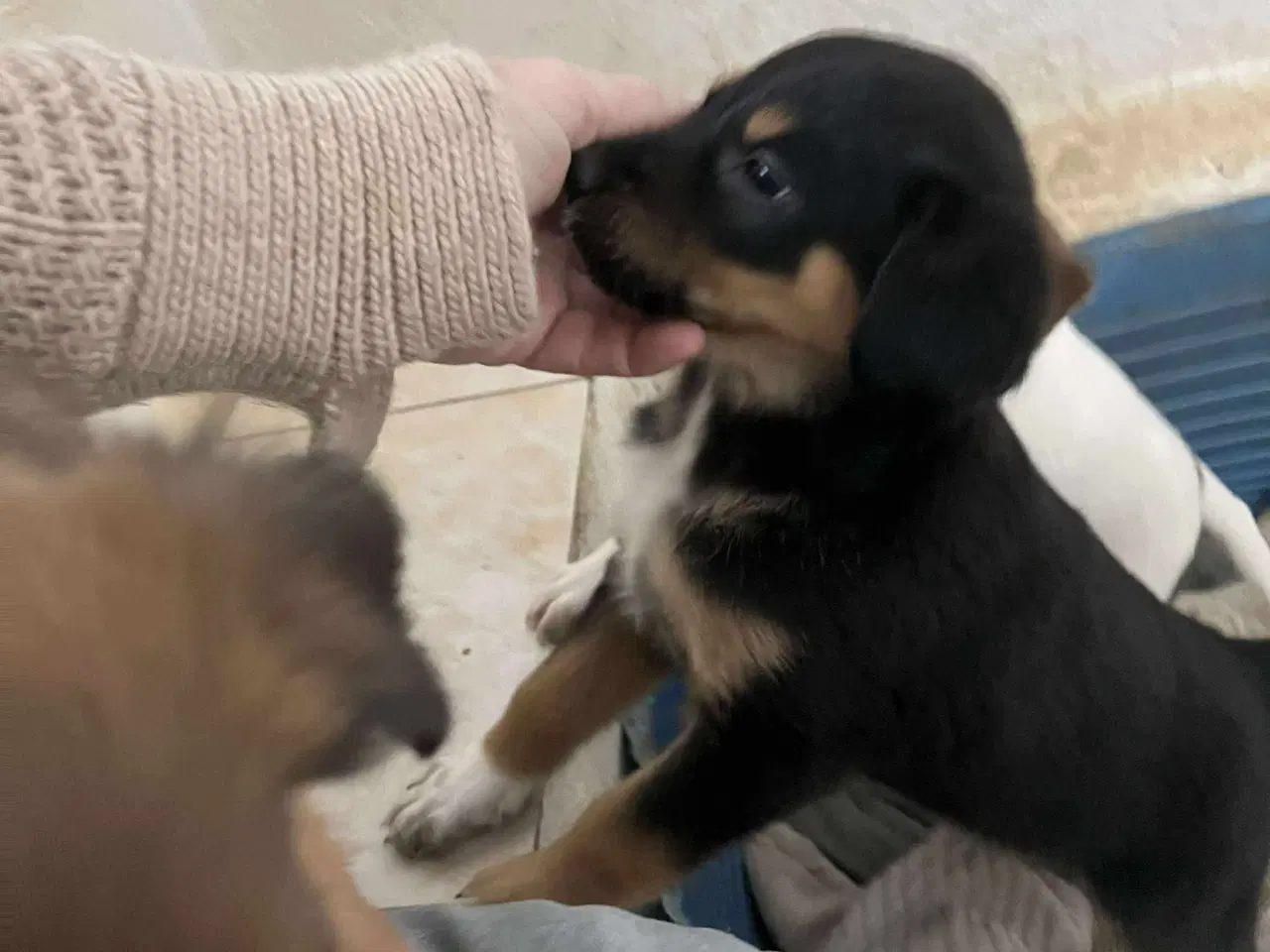 Billede 9 - Sødeste Crossaint søger familie 