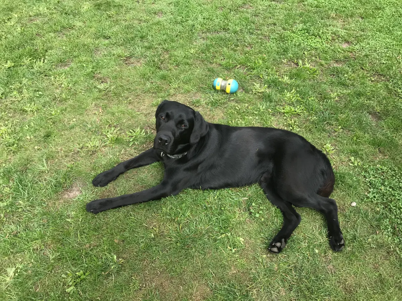 Billede 1 - Labrador han 1 år