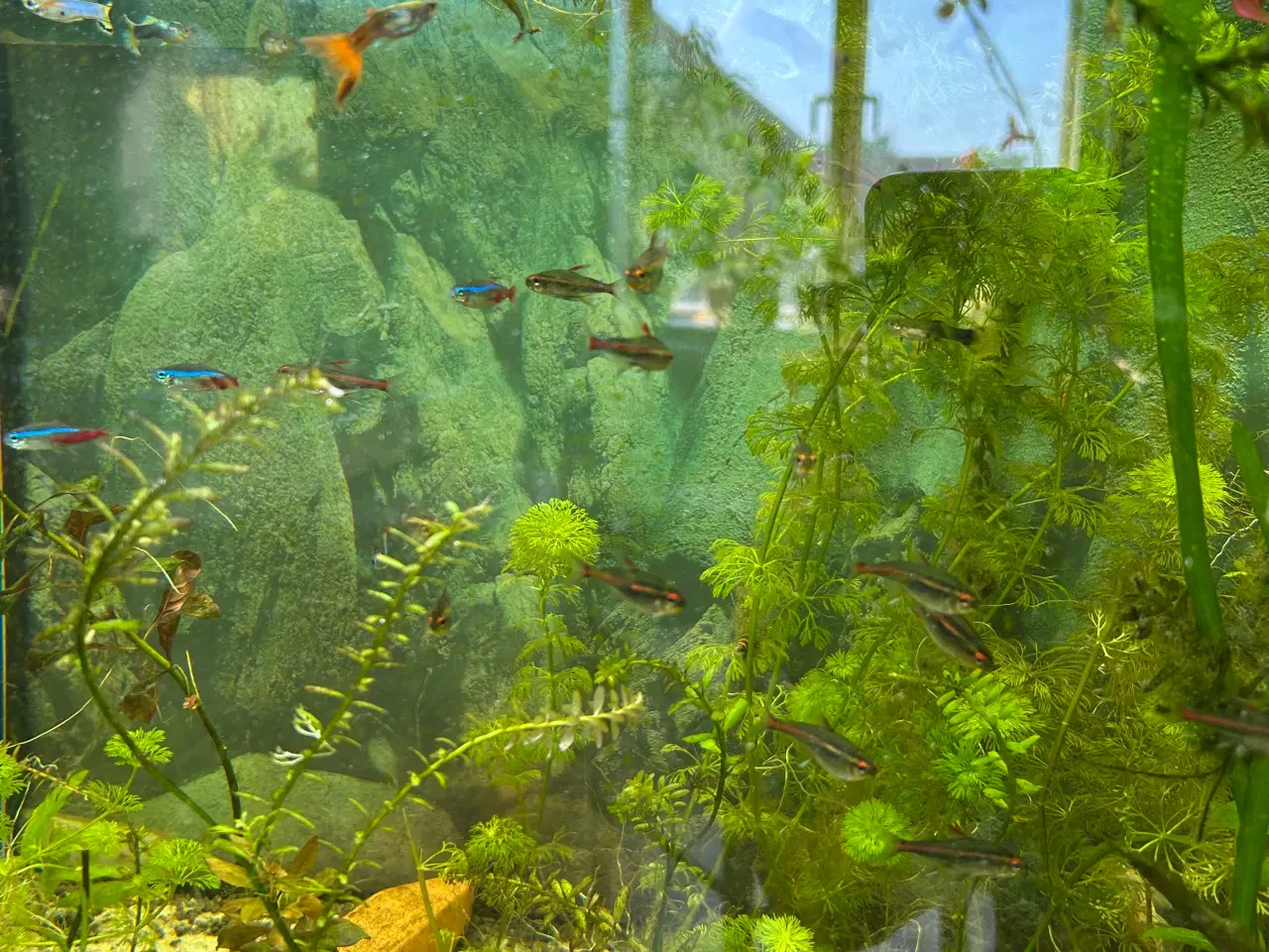 Billede 5 - 🐠 Glødelys Tetra – flotte, sunde stimefisk ✨
