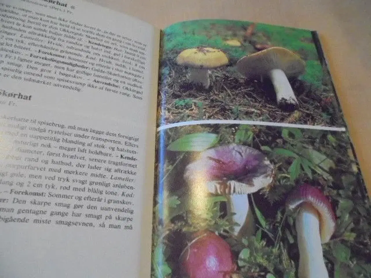 Billede 3 - Forums bog om svampe - fin stand  