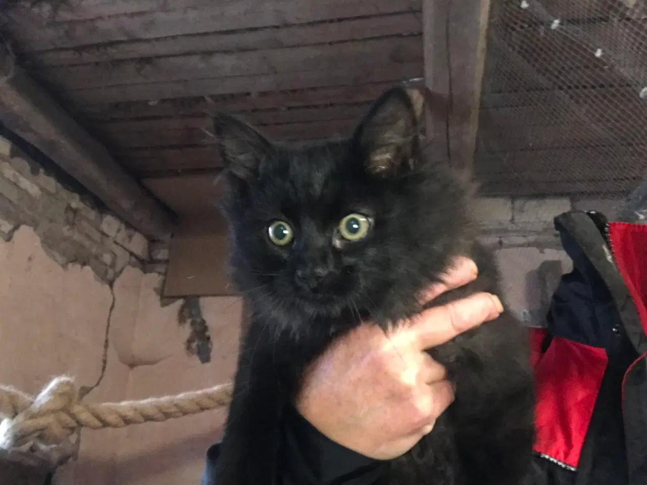 Billede 1 - Lækker han