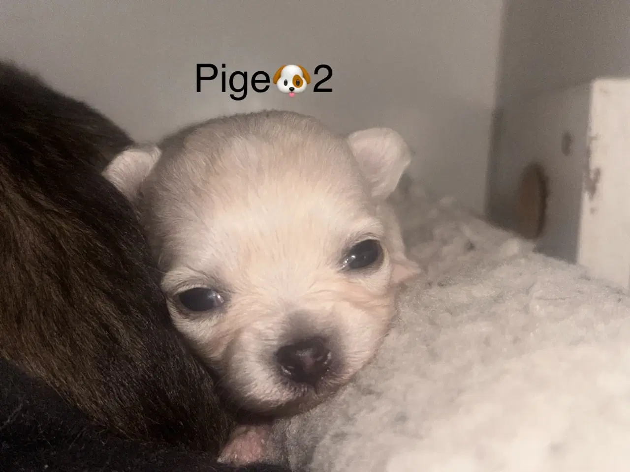 Billede 12 - Skønne chihuahua blandings hvalpe 