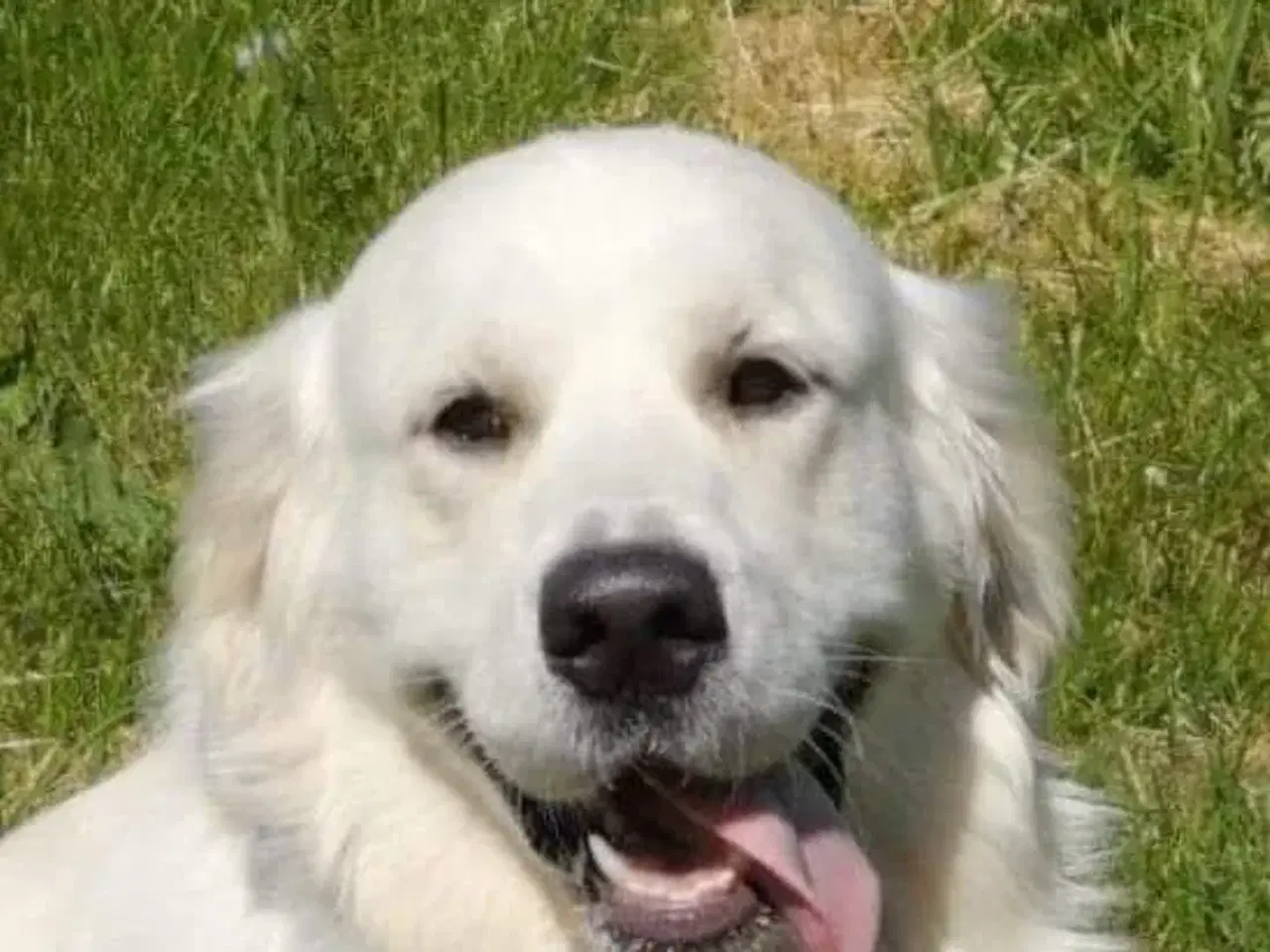 Billede 1 - Golden udlånes til avl