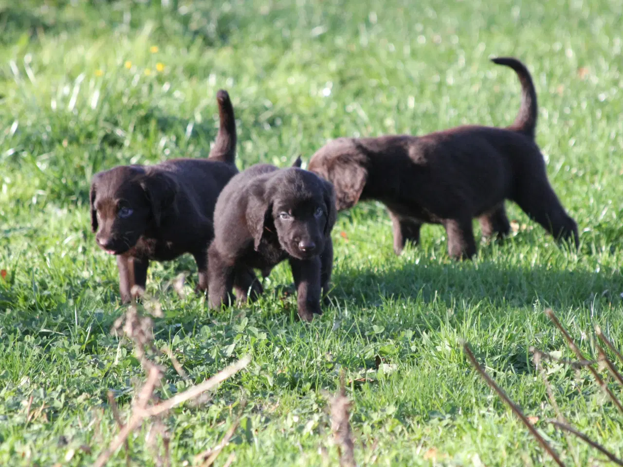 Billede 3 - Langhåret hønsehunde hvalpe