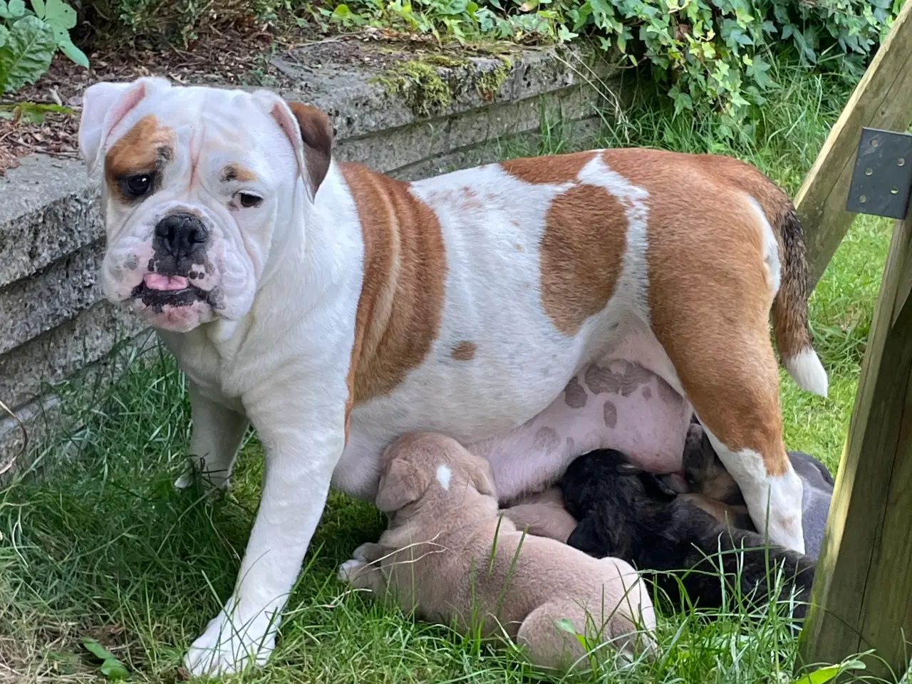 Billede 18 - New english bulldog