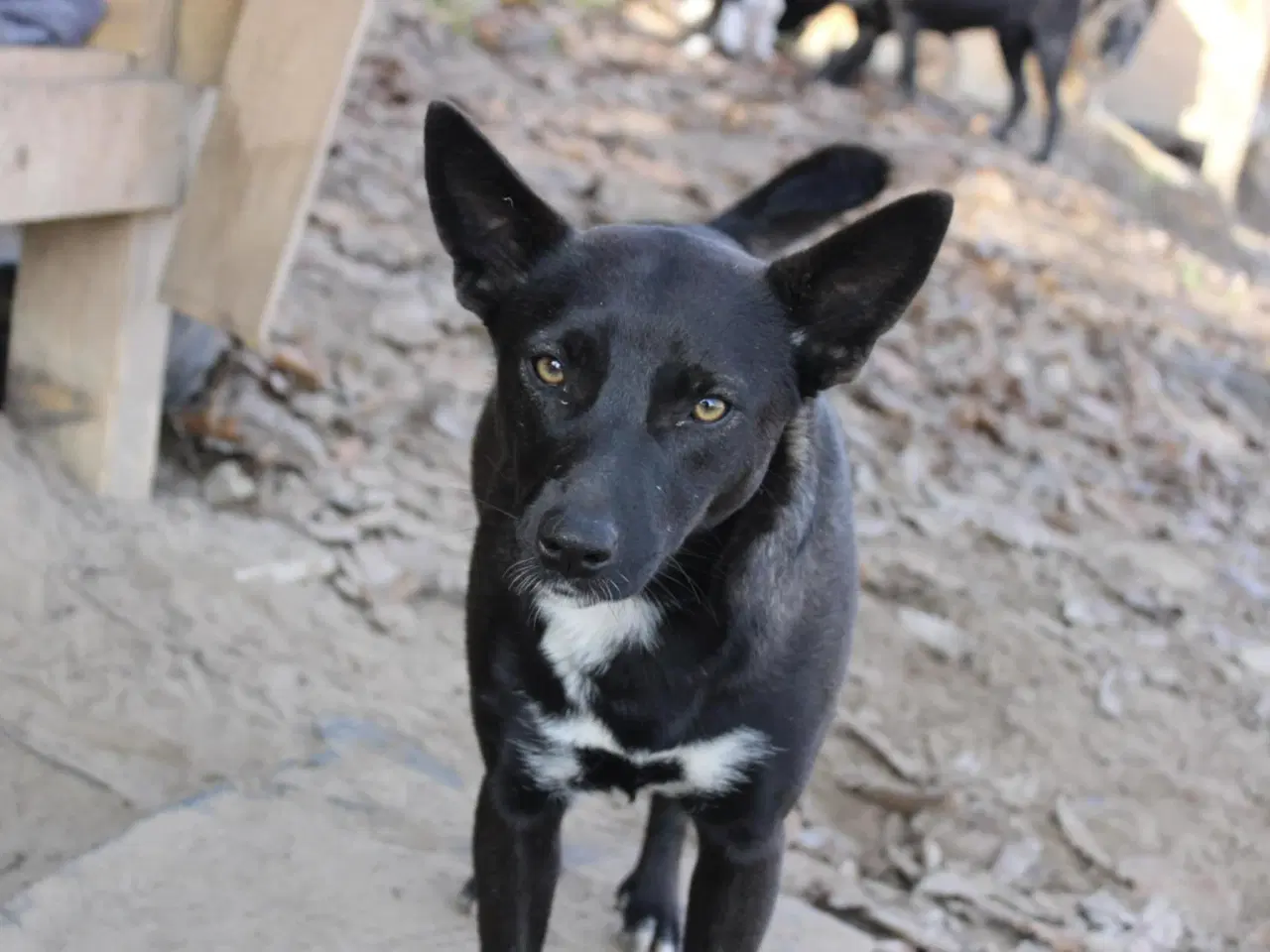 Billede 3 - Pips søger sine nye madslaver