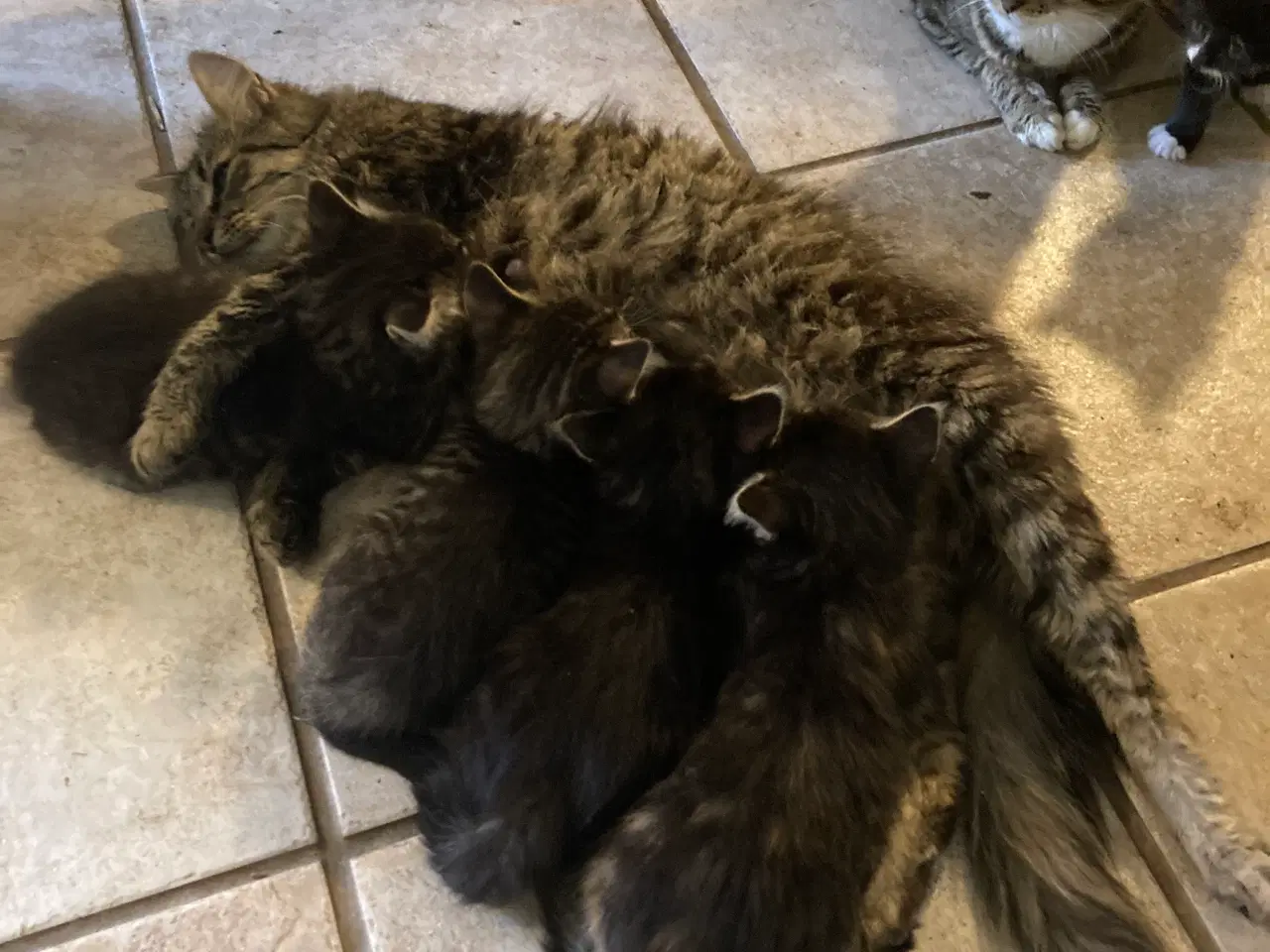 Billede 3 - Kattekillinger
