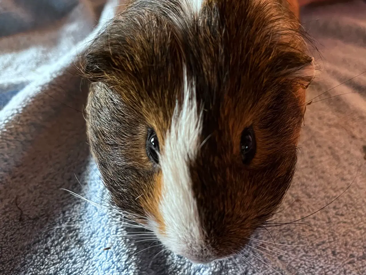 Billede 8 - Smukke unge marsvin