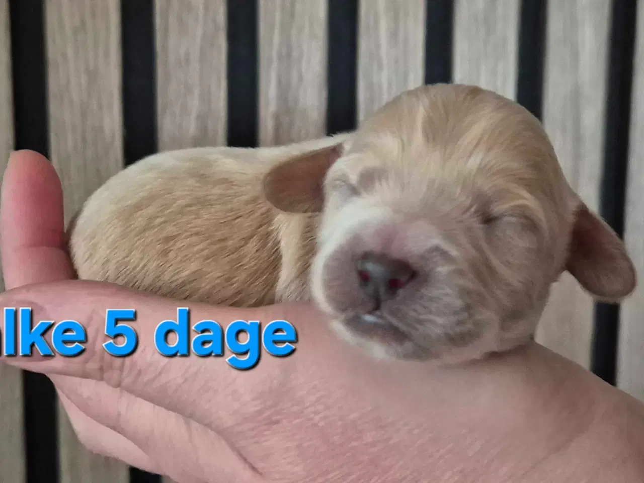 Billede 14 - Mini cockapoo f1B