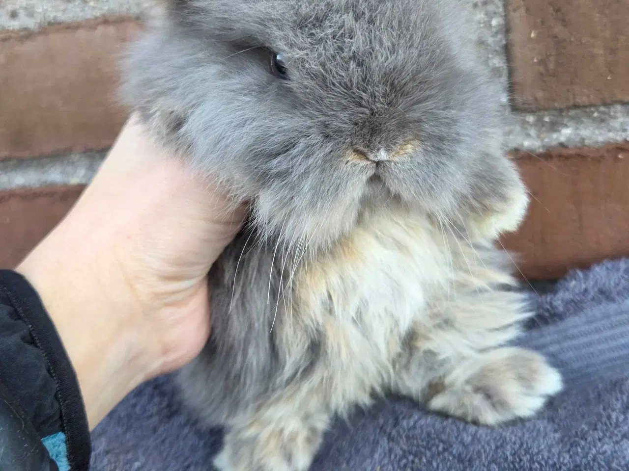 Billede 18 - Minilop / lionlop unger 