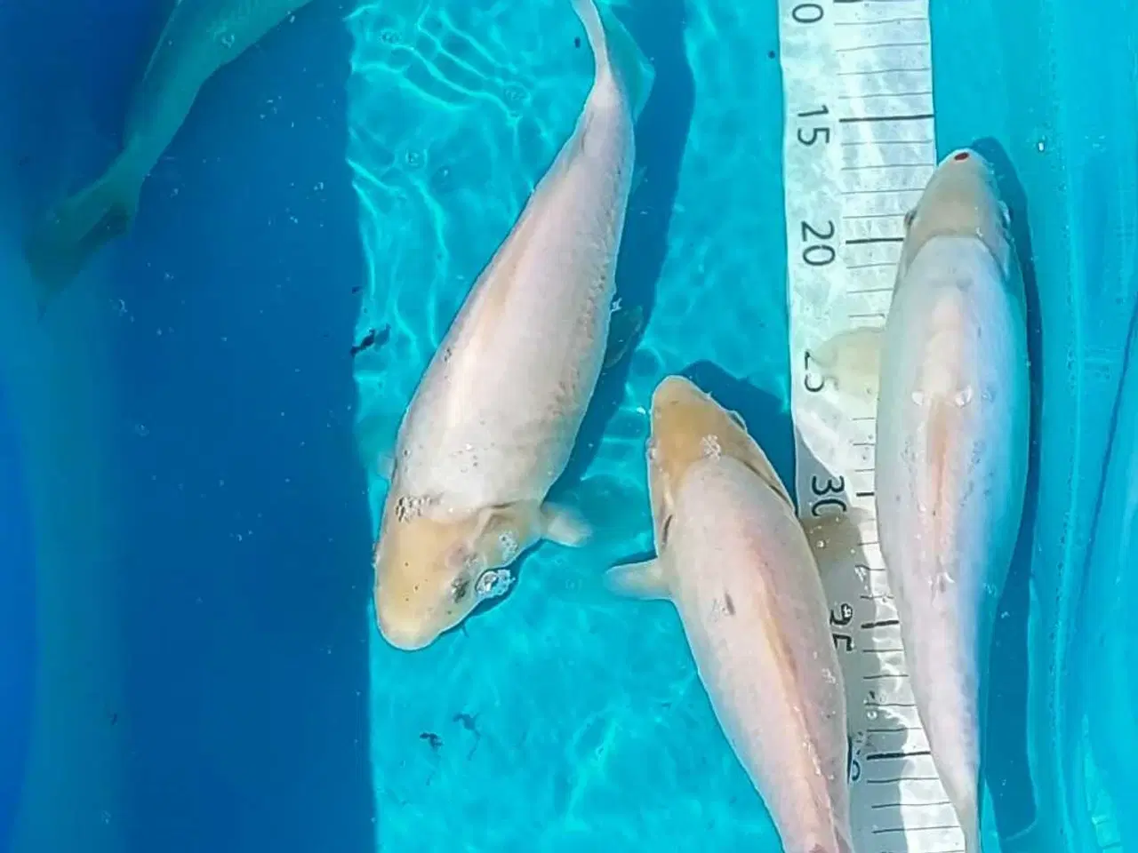Billede 2 - Koi 30 cm