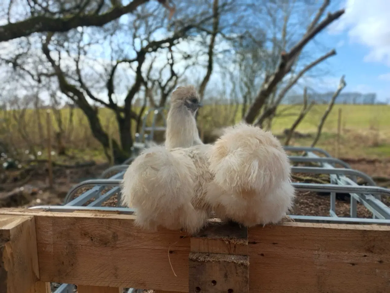 Billede 5 - Dværge silkehøns høner 