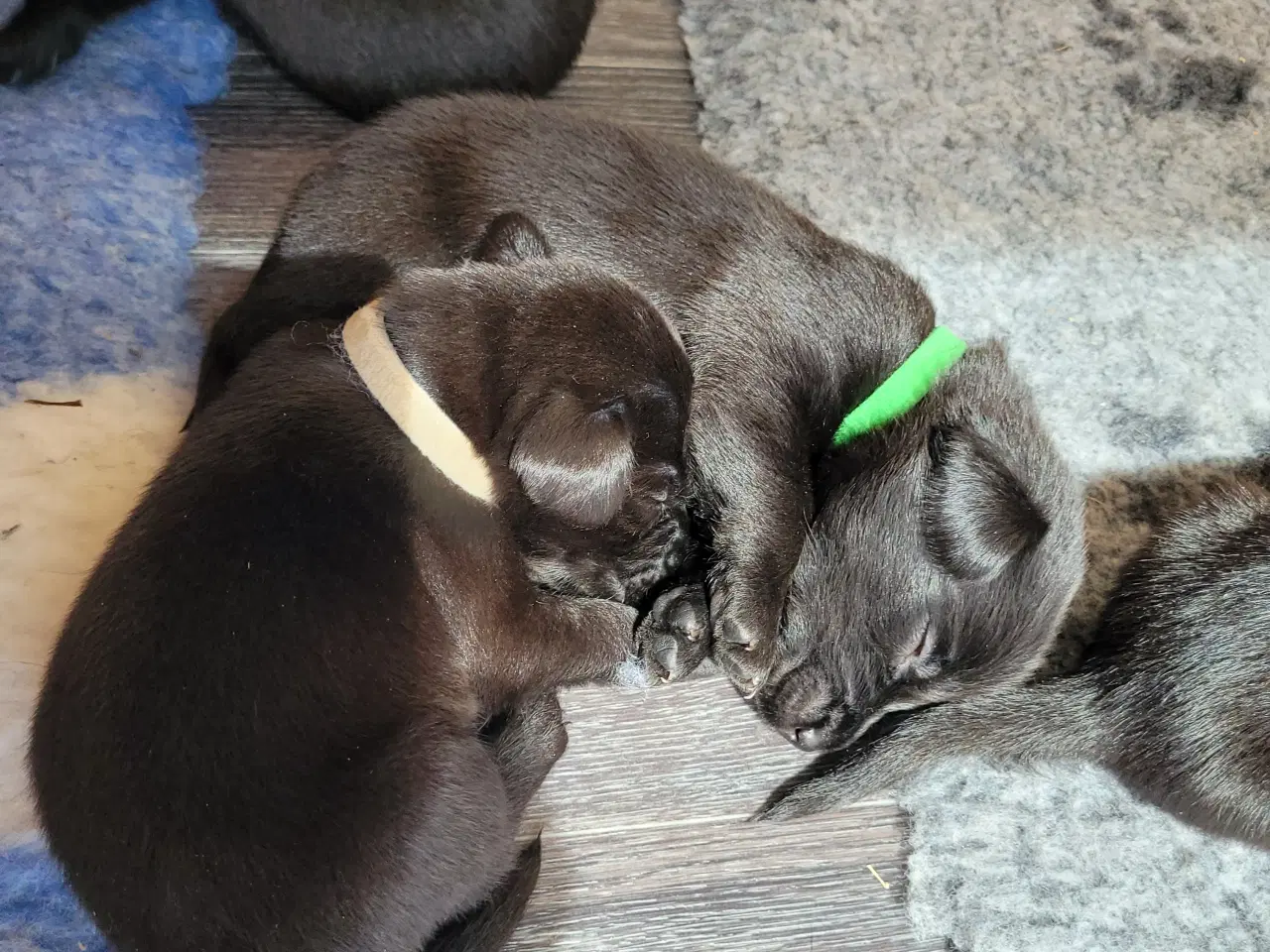 Billede 15 - 4 fine Labrador Formel 1 hvalpe hvide sande