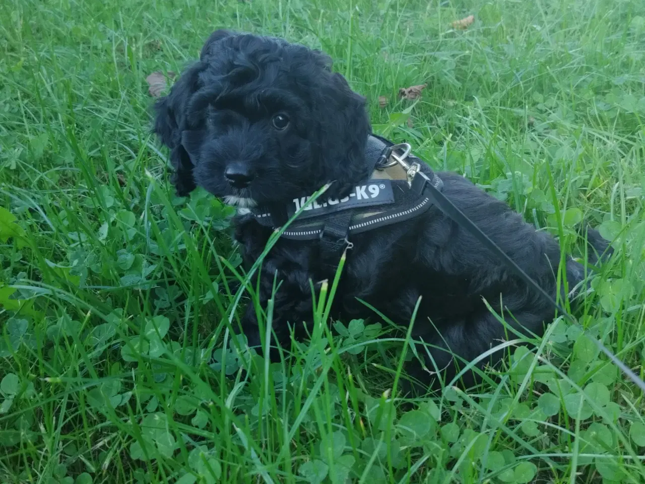 Billede 6 - Søde Cockapoo hvalpe