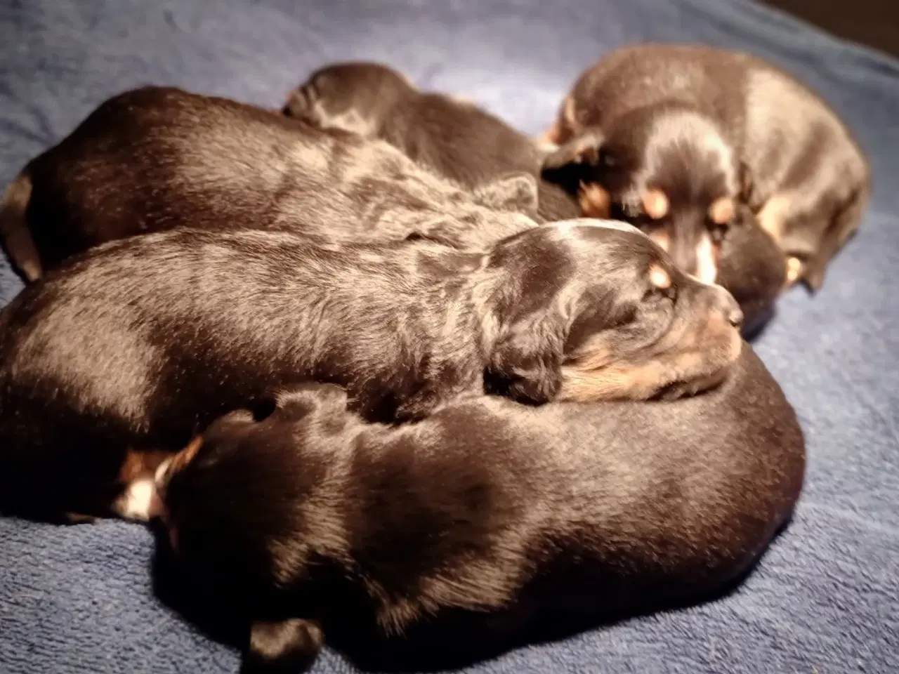 Billede 3 - Gravhundeblandinger