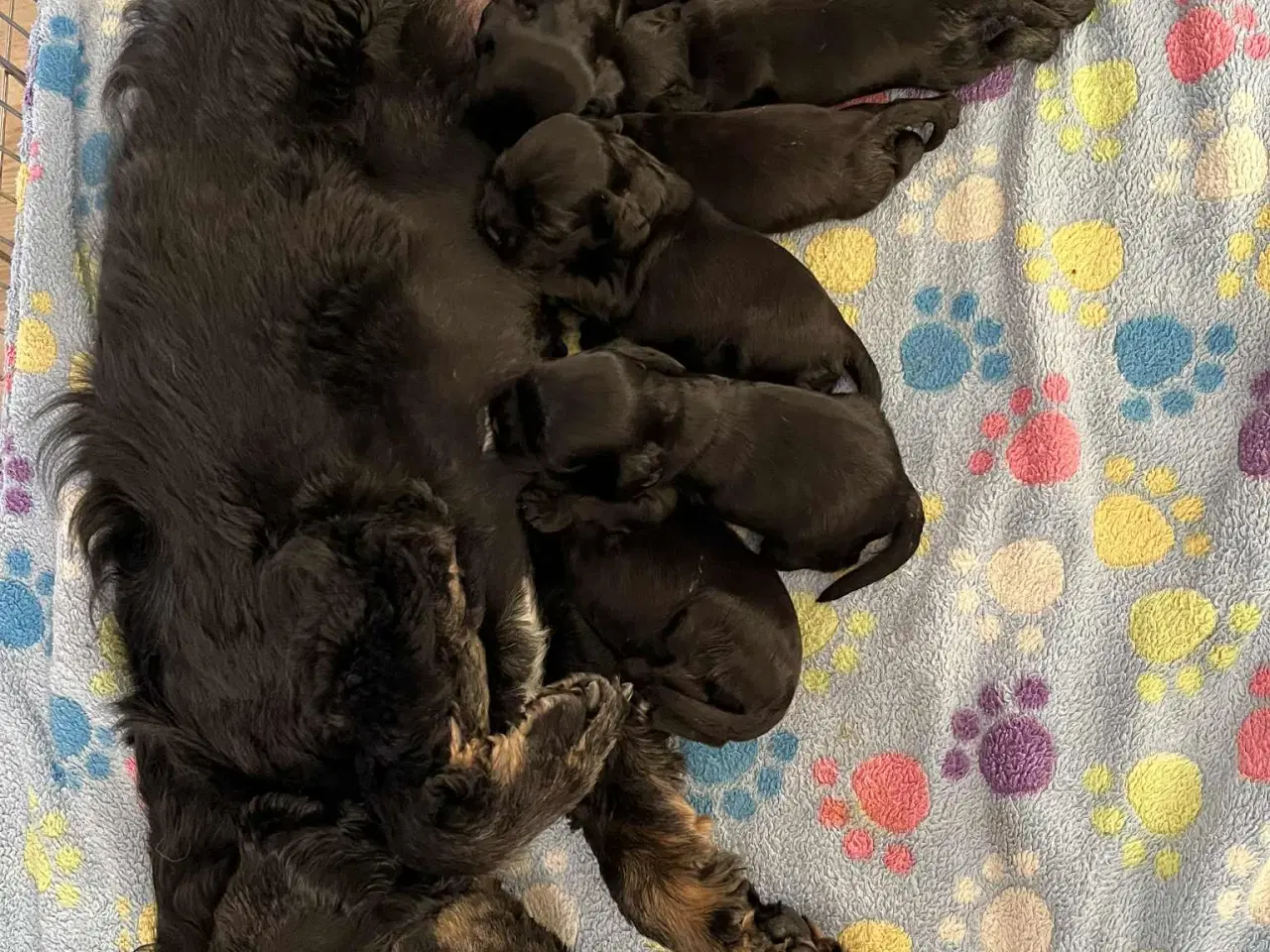 Billede 3 - Amerikansk Cocker hvalpe