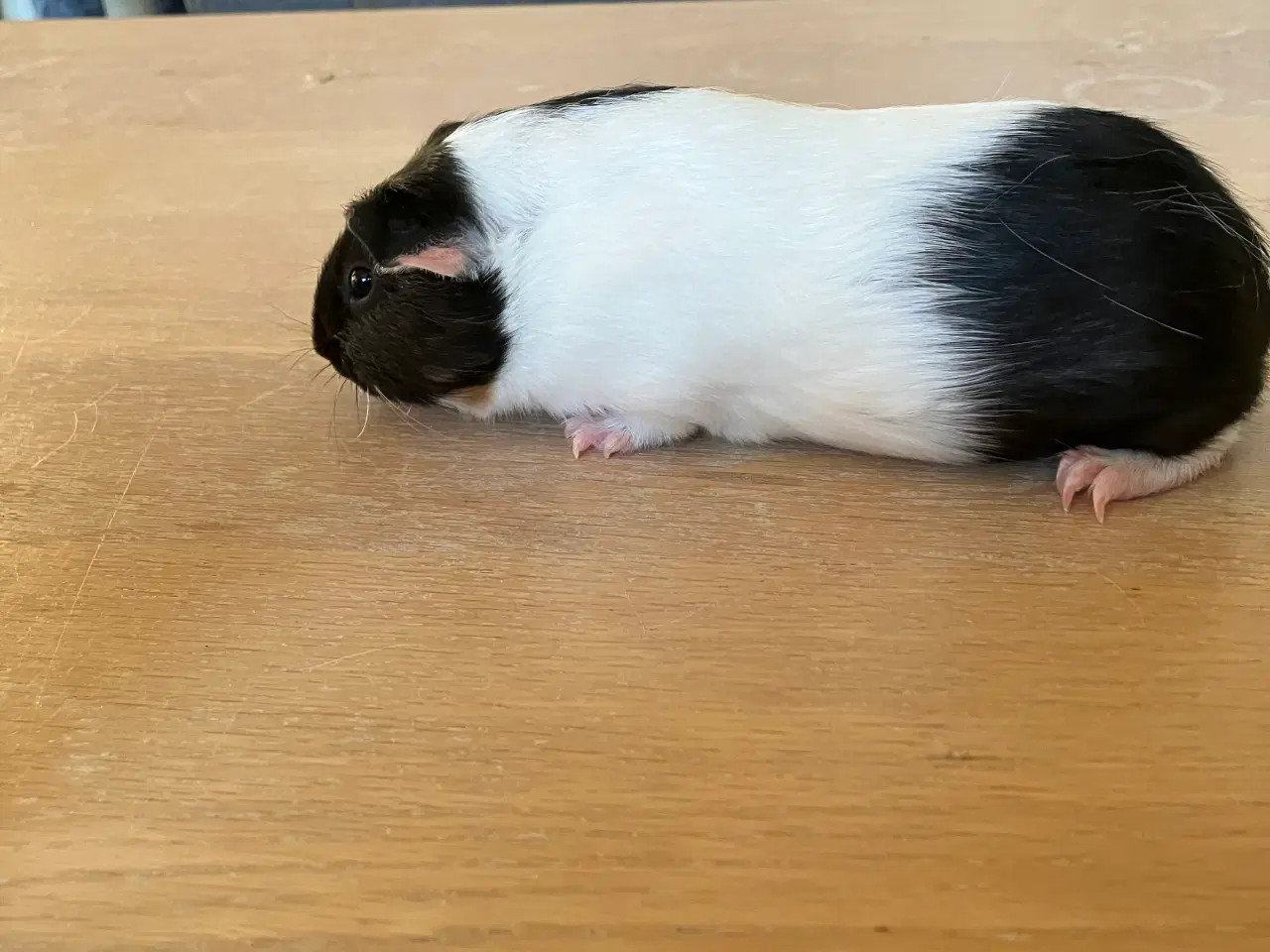 Billede 3 - Smukke marsvineuger