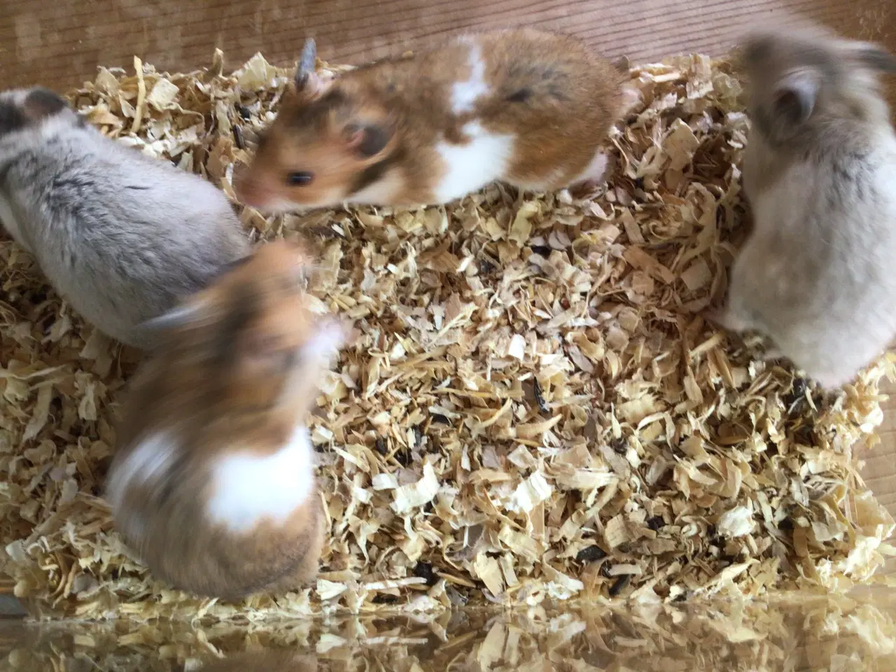 Billede 6 - Guldhamster 