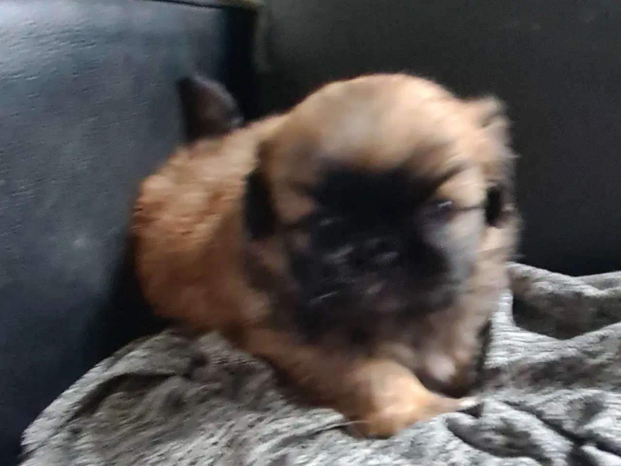 Billede 15 - Pekingeser piger