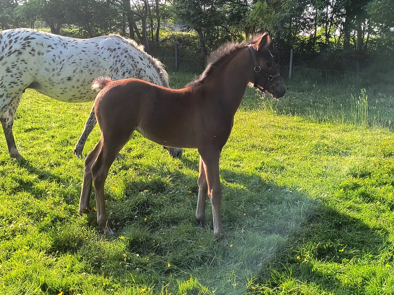 Billede 7 - Dansk Sports Pony 