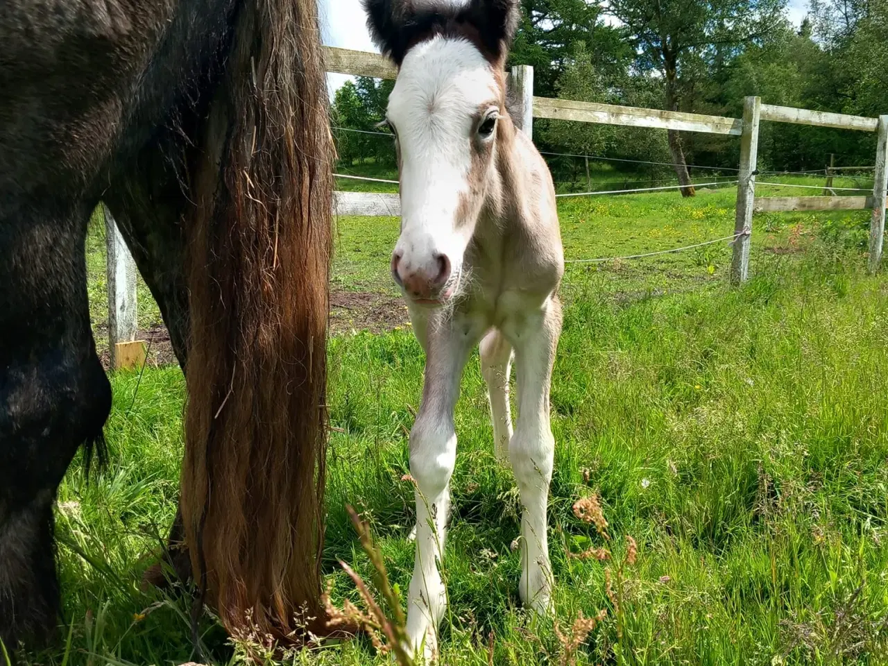 Billede 4 - Irish Cob hoppeføl