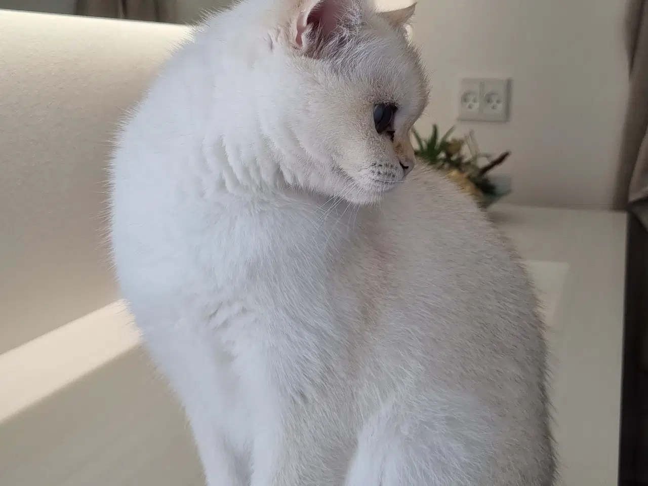 Billede 4 - Meget kælen killing søger nyt hjem