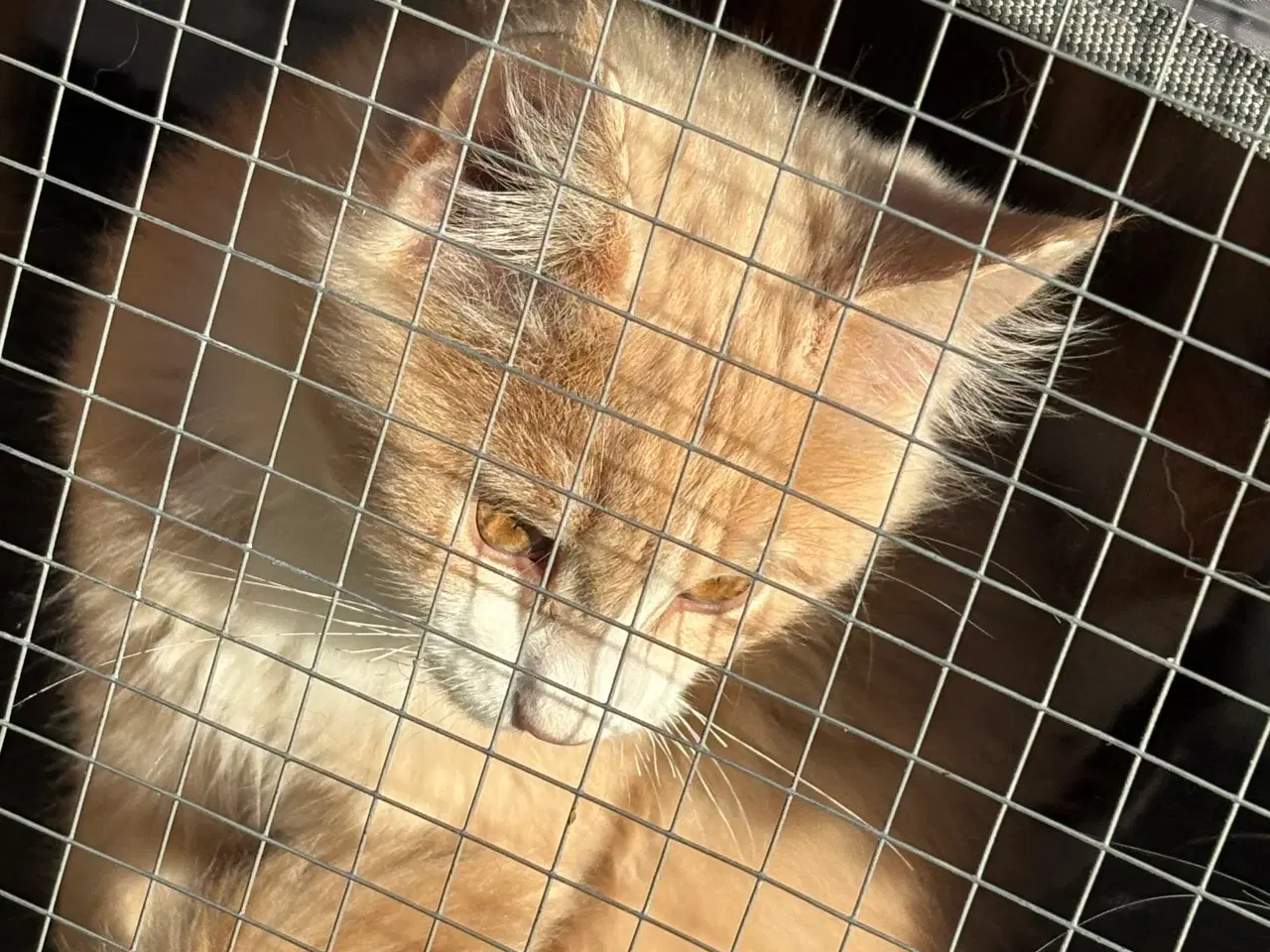 Billede 17 - Dejlige smukke og flotte