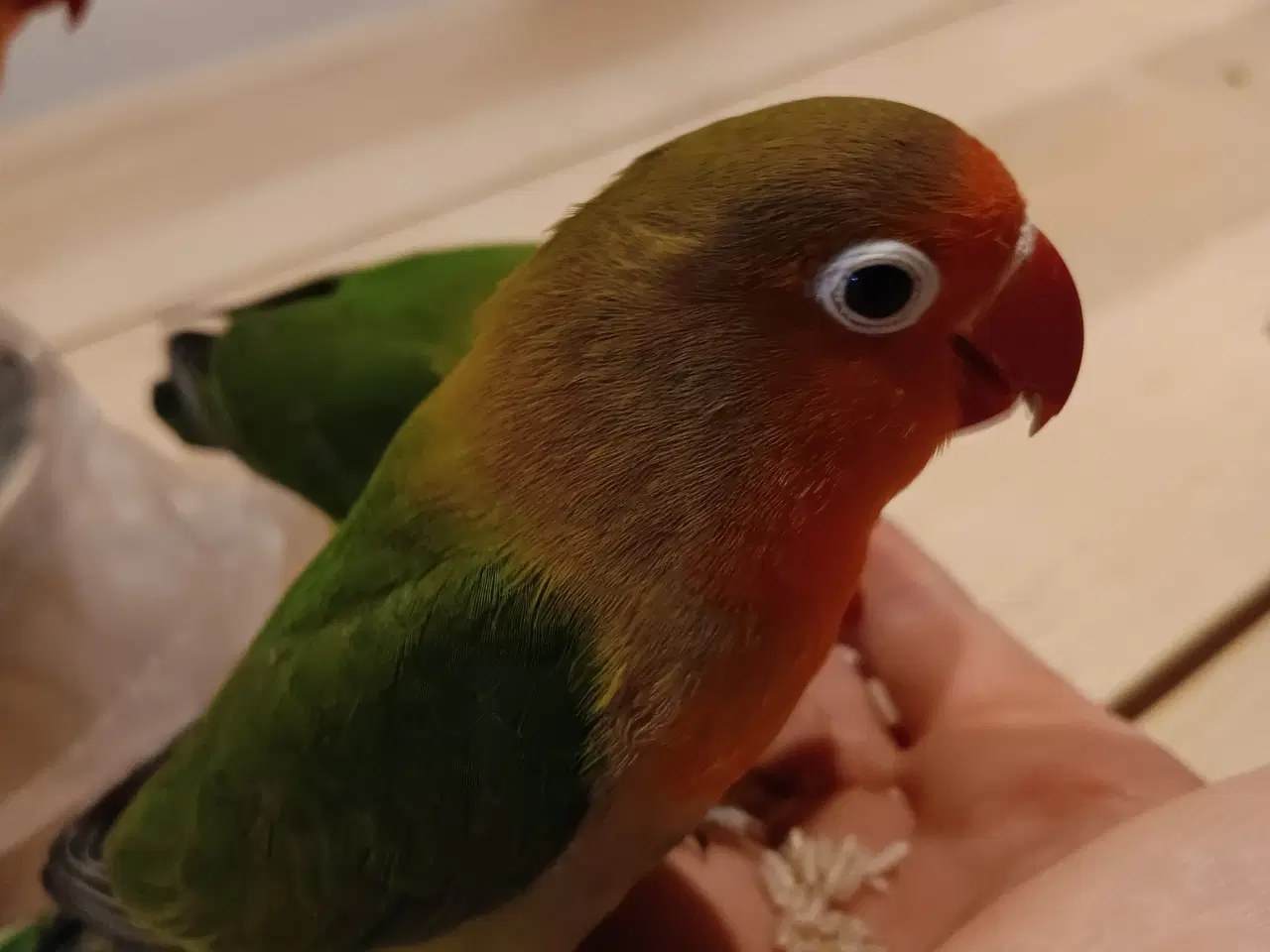 Billede 5 - 4 mdr. gamle dværgpapegøjerunger sælges 500 kr/stk