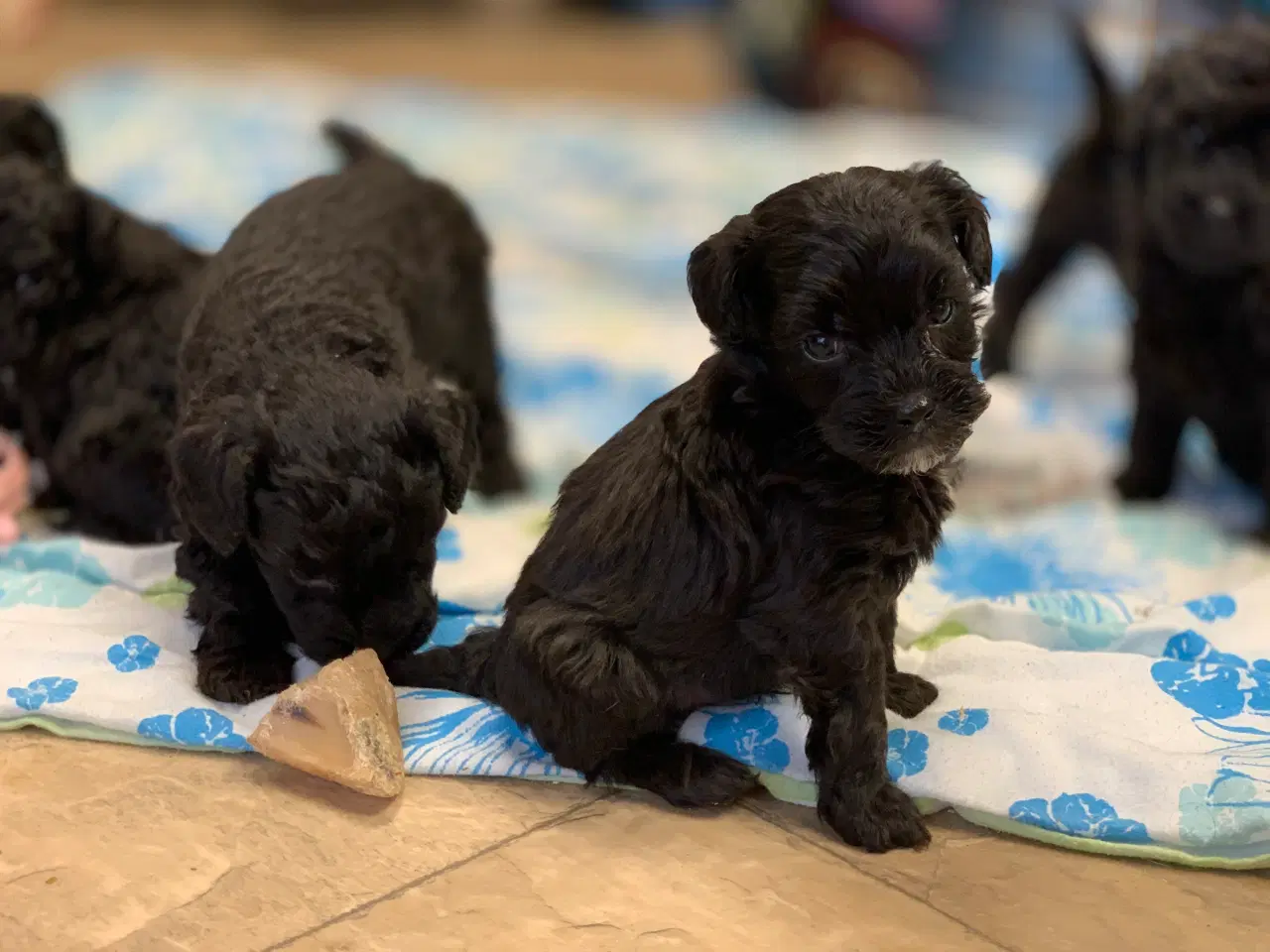 Billede 3 - Mini Maltipoo babyer 