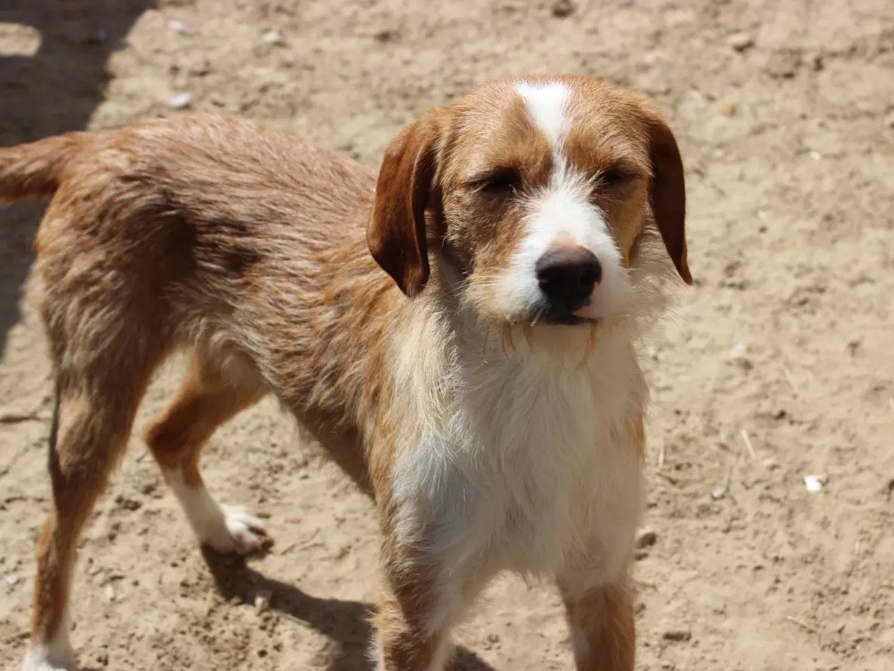 Billede 1 - Skønne Cairo søger sit eget hjem