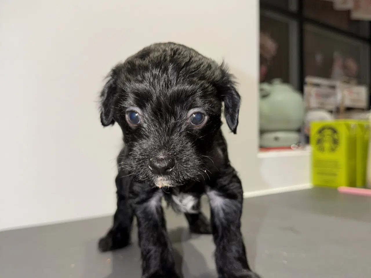 Billede 7 - Chinese crested/Kinesisk hårløs, allergivenlige