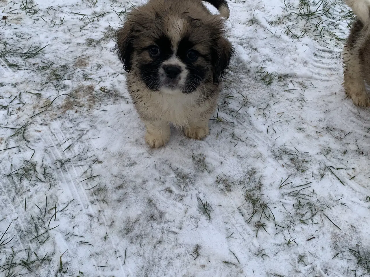 Billede 7 - Skønne blandings hvalpe 