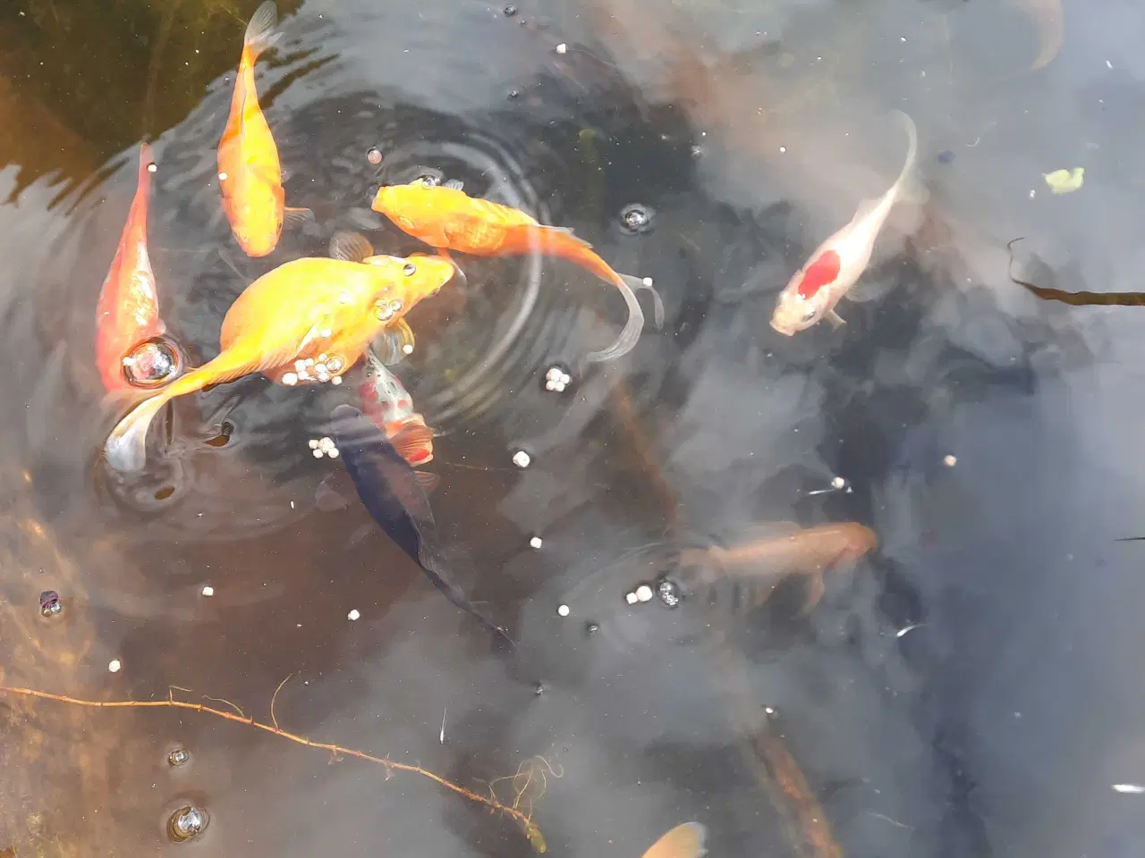 Billede 3 - Havedam incl. 11 fisk