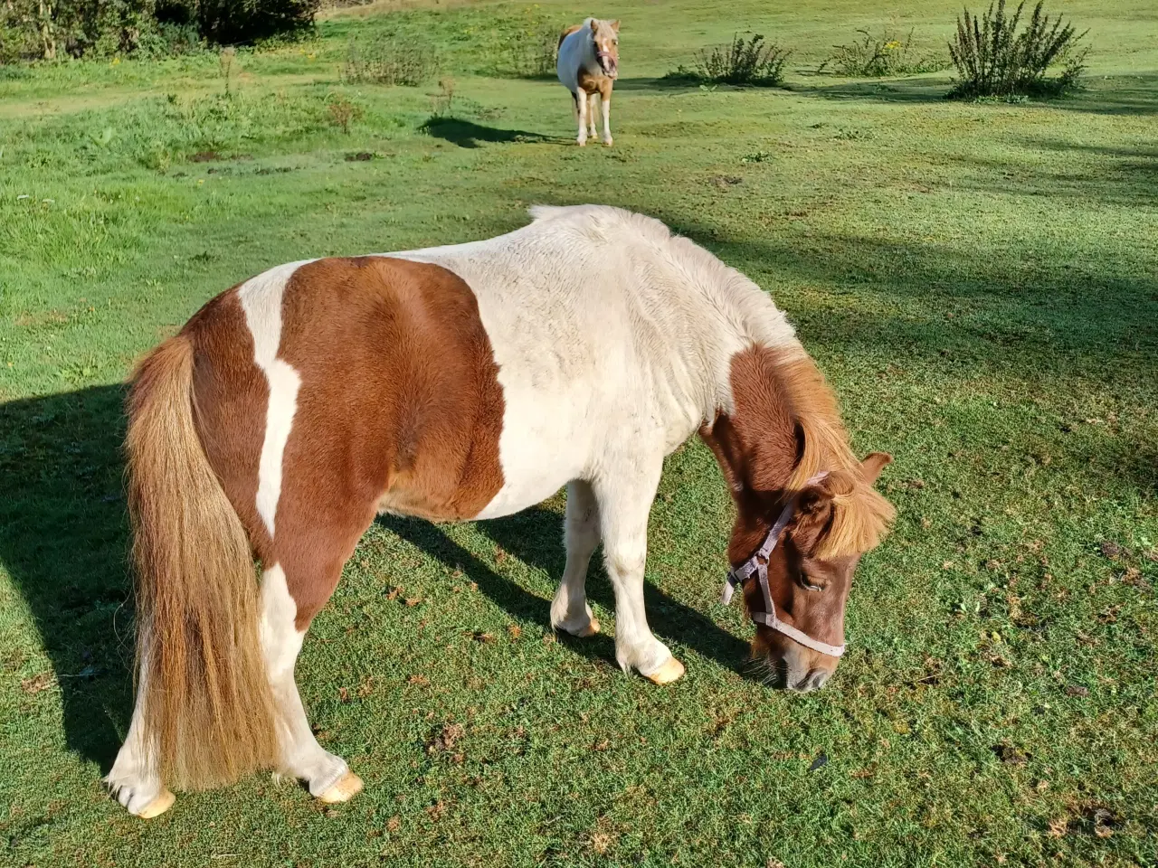 Billede 2 - Pony hoppe til salg 