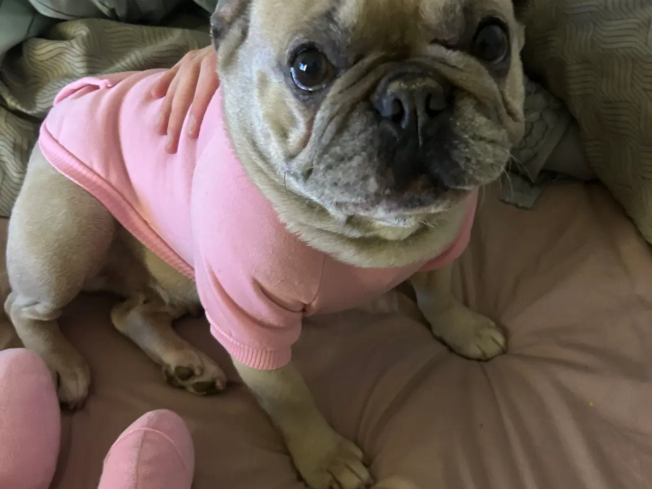 Billede 1 - Hund søger et nyt hjem