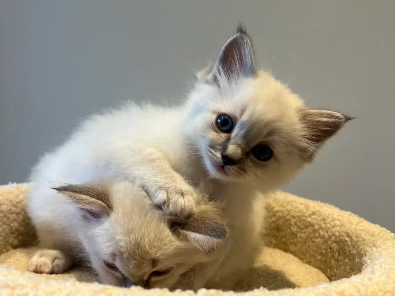 Billede 4 - Bedårende ragdolls killinger 